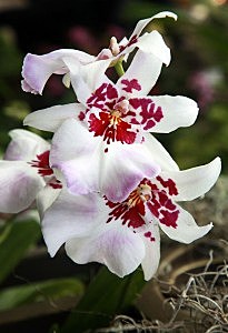 Getty Images: "The Orchid Show: On Broadway" Preview