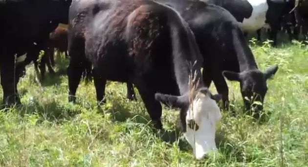 cows