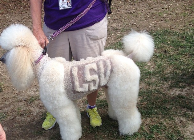 LSU DOG 2 lsu shaved dog