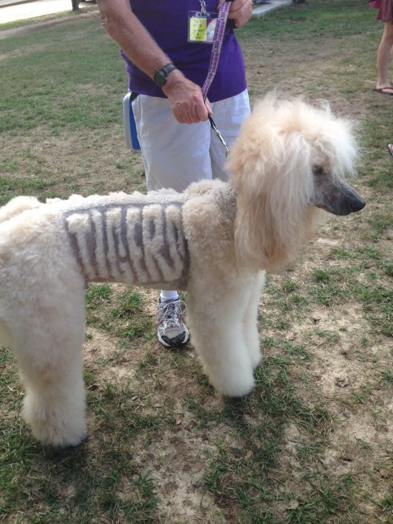 LSU DOG dog with lsu shaved in its fur